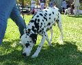Cão da Dalmácia
