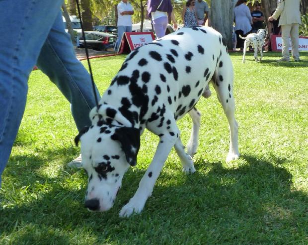 Cão da Dalmácia