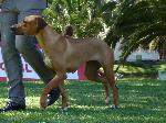 Cães