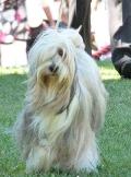 Terrier do Tibete