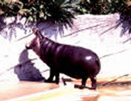 Hipopótamo anão