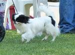 Cães