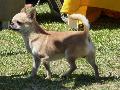 Chihuahua de Pêlo Curto