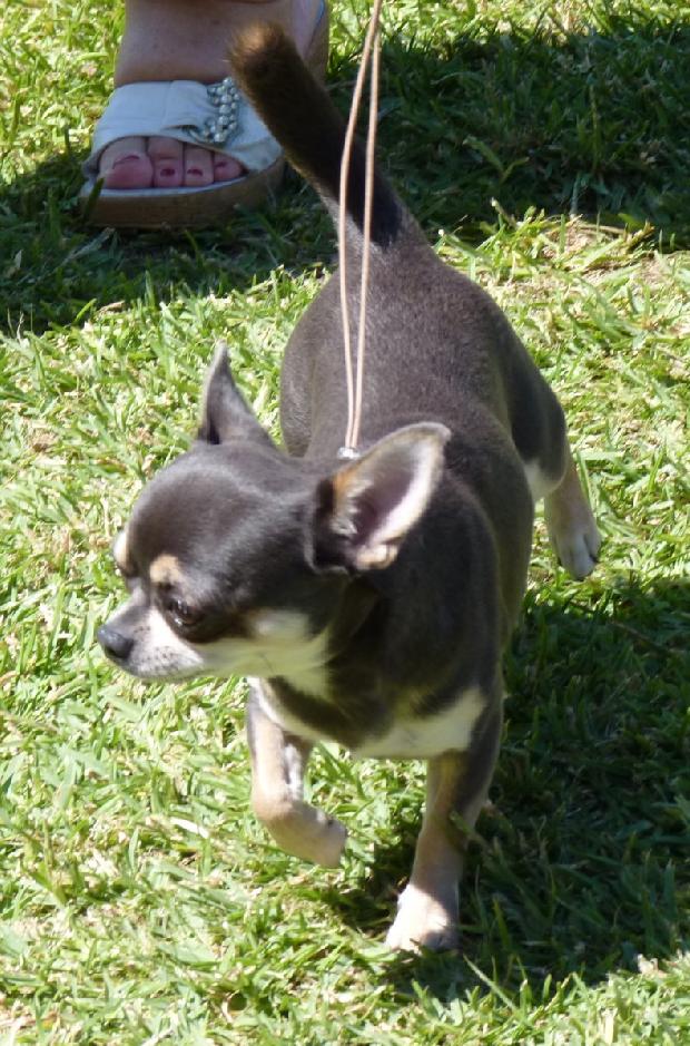 Chihuahua de Pêlo Curto