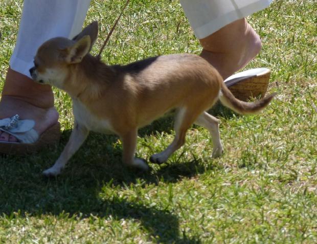 Chihuahua de Pêlo Curto