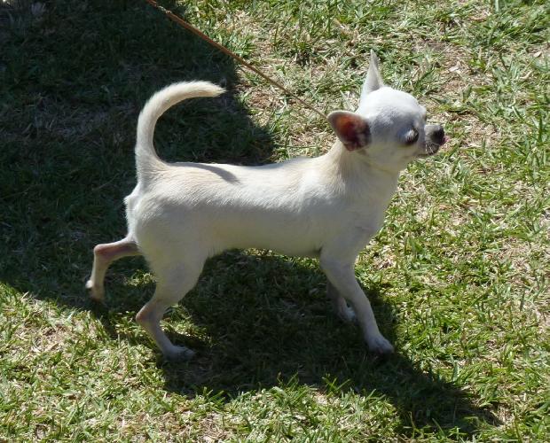 Chihuahua de Pêlo Curto