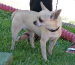 Cães