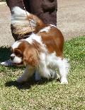 Cavalier King Charles Spaniel
