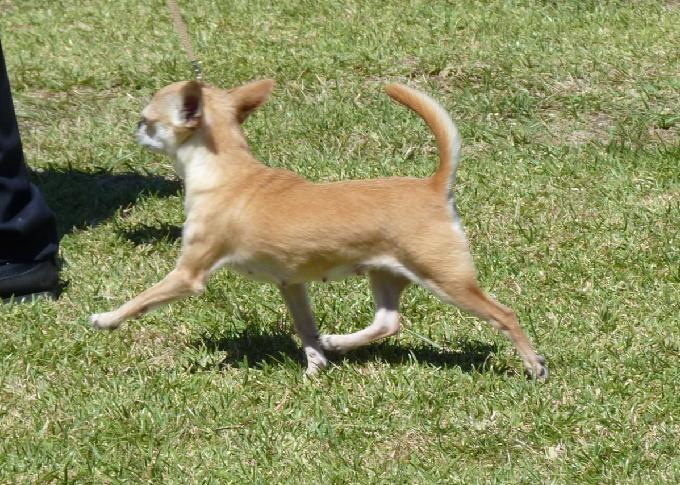 Chihuahua de Pêlo Curto