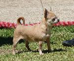 Cães