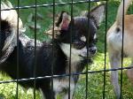 Cães