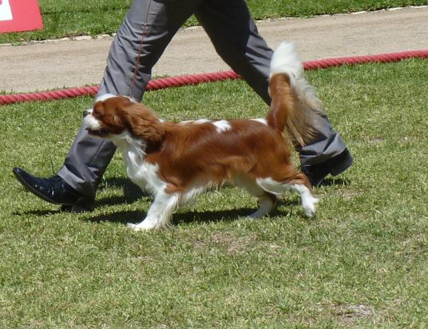 Cavalier King Charles Spaniel