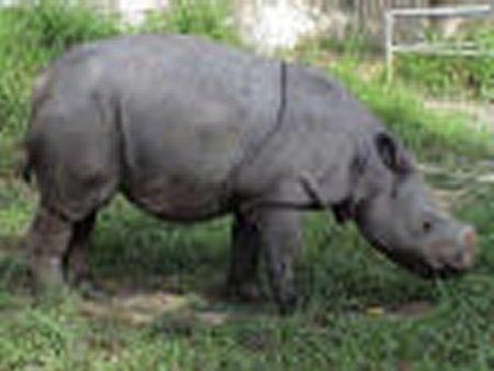 Rinoceronte de Sumatra