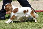 Cães