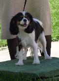 Cavalier King Charles Spaniel