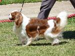 Cães