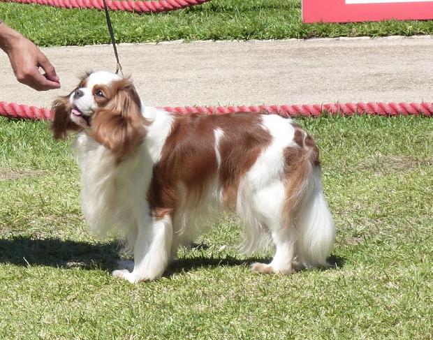 Cavalier King Charles Spaniel