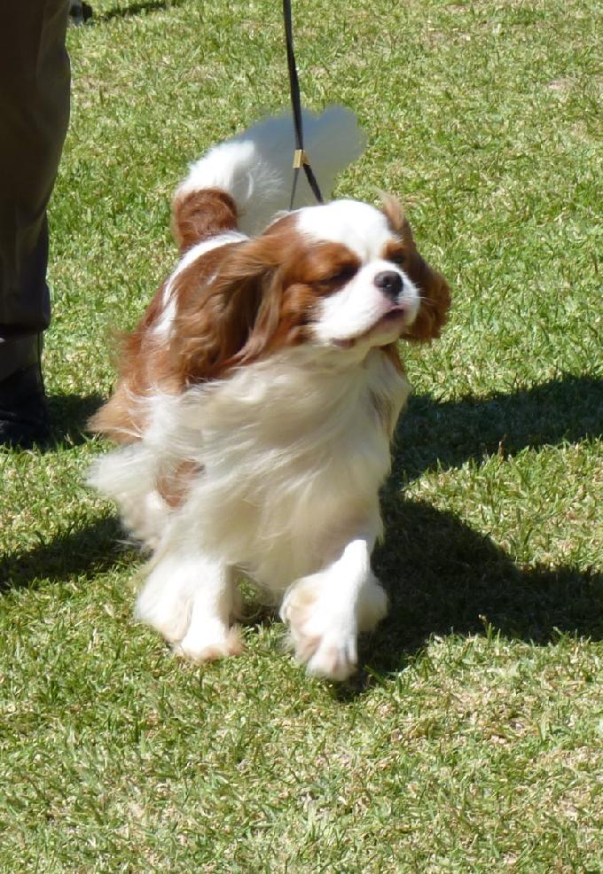 Cavalier King Charles Spaniel