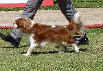 Cães