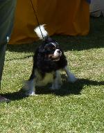 Cães