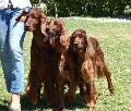 Setters Irlandeses