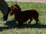 Cães