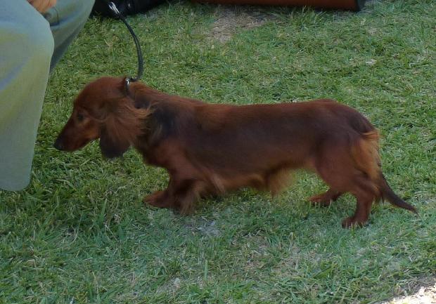 Baixote de Pêlo Comprido