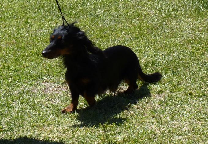 Baixote de P�lo Comprido