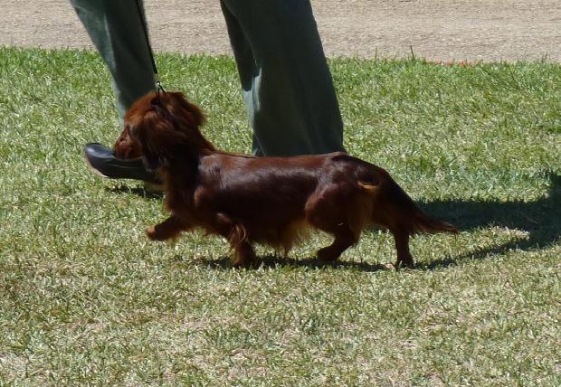 Baixote de Pêlo Comprido
