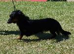 Cães