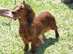Cães