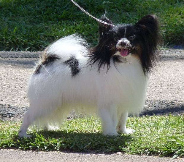 Epagneul Anão Continental Papillon