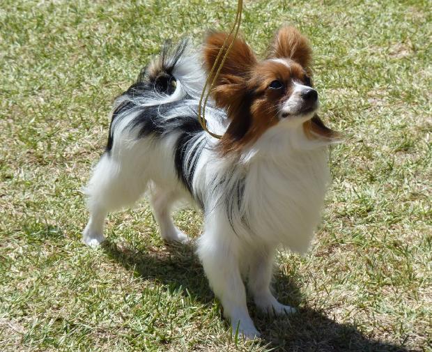 Epagneul Anão Continental Papillon