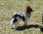 Cães