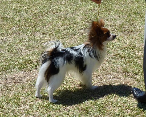 Epagneul Anão Continental Papillon