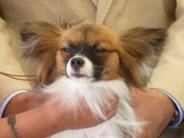 Epagneul Anão Continental Papillon