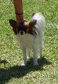 Epagneul Anão Continental Papillon