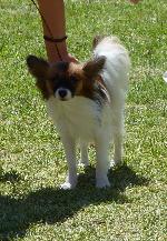 Cães
