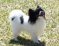 Epagneul Anão Continental Papillon