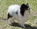 Epagneul Anão Continental Papillon