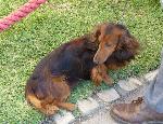 Cães