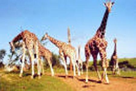 Girafas