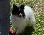 Cães