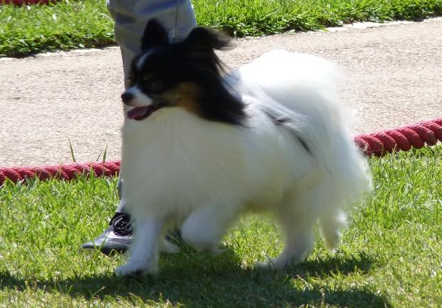 Cavalier King Charles Spaniel