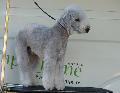 Bedlington Terrier