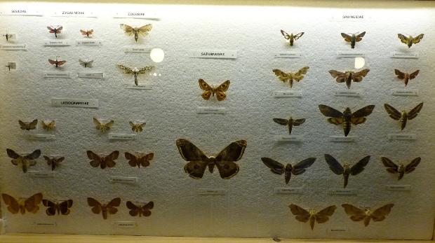 Insectos em ordem