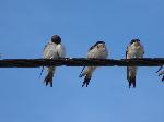 Aves