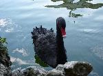 Aves