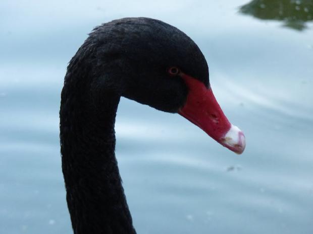 Cisne-negro