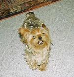 Cães